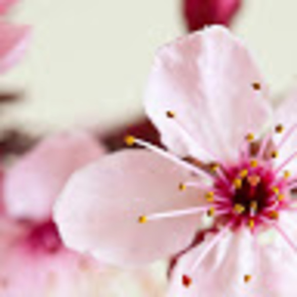 Meet your Posher, Mia - Picture 1 of 1